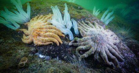 What killed the sea stars? Canadian researchers unlock 12-year-old mystery