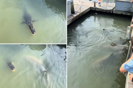 Sharks and alligators bizarrely spotted swimming together in South Carolina: video