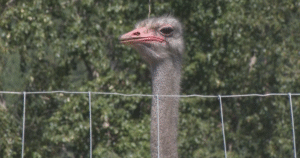 Billionaire and Dr. Oz rally for Edgewood, B.C. ostrich farm ahead of planned cull