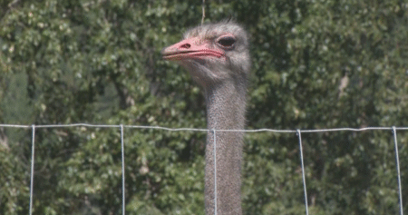 Billionaire and Dr. Oz rally for Edgewood, B.C. ostrich farm ahead of planned cull
