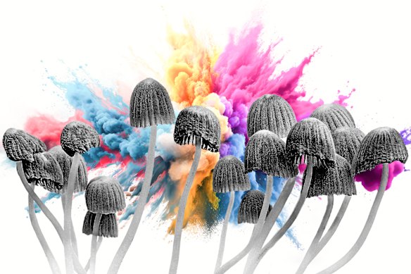 Psilocybin is the psychoactive ingredient in magic mushrooms.