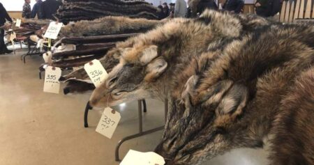 Wildfires threaten livelihoods as trappers brace for impact on the land they rely on