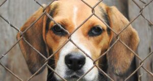 Dogs at centre of London, Ont., hospital testing controversy may be re-homed