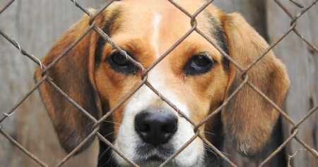 Dogs at centre of London, Ont., hospital testing controversy may be re-homed