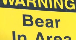 Selkirk urged to stay ‘bear aware’ after animal sighting in city’s north end
