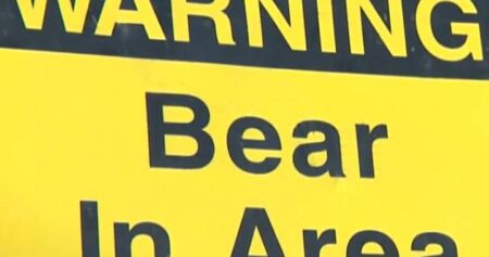 Selkirk urged to stay ‘bear aware’ after animal sighting in city’s north end