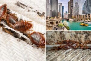 Midwest city holds number one spot on bedbug infestation list for fifth year in a row