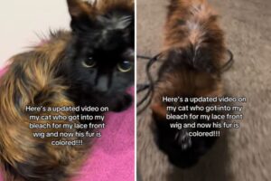 Hysterics as Cat Gets Into Owner’s Bleached Wig—Ends Up Dyeing His Fur