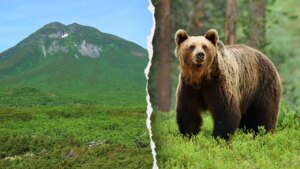 Hiker’s friend watches in horror as brown bear drags man into bushes on mountain: report