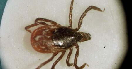 Extreme heat, wildfires taking a toll on ticks in Atlantic Canada — for now