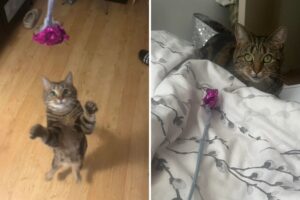 Cat Owners Reveal the Best Near-Free Toys Their Pets Can’t Get Enough Of