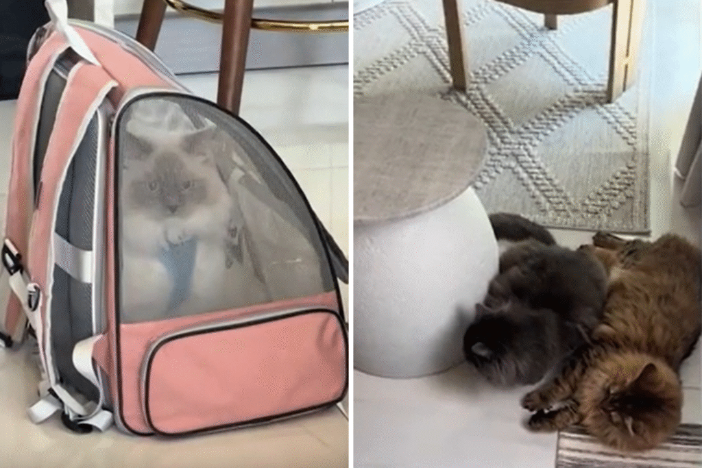 Woman Has Friend’s Cat for Weekend, Hysterics Over Her Pets’ Reaction