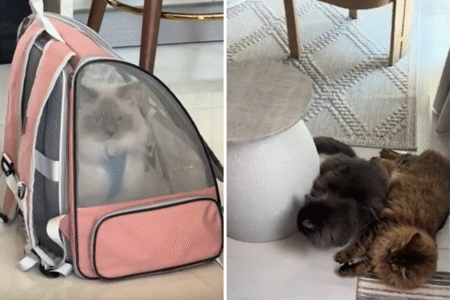 Woman Has Friend’s Cat for Weekend, Hysterics Over Her Pets’ Reaction