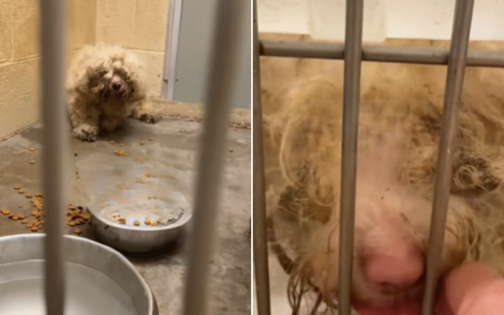 Heartbreak as Dogs Found ‘Laying on Top’ of Owner a Week After They Died
