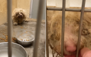 Heartbreak as Dogs Found ‘Laying on Top’ of Owner a Week After They Died