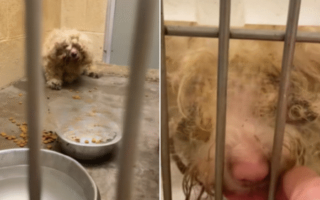 Heartbreak as Dogs Found ‘Laying on Top’ of Owner a Week After They Died