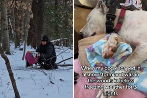 Deaf Rescue Vanishes in Snow—Owner Checks GPS Collar, Then Panic Sets In