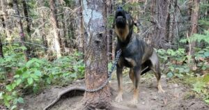 Dog chained to tree in B.C. wildfire zone was only found by her cries for help