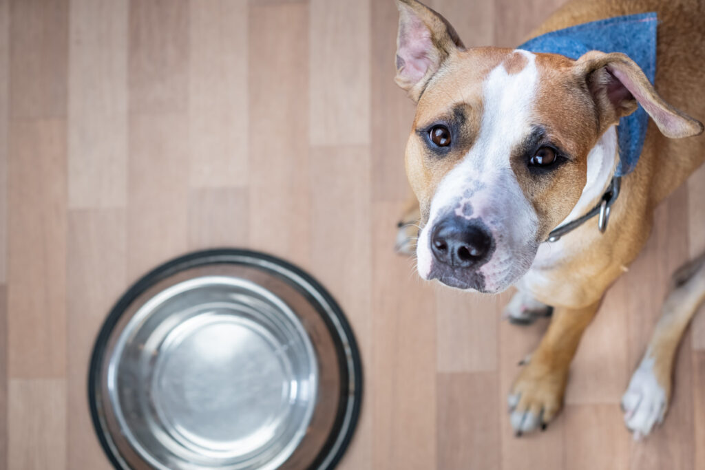 Rescued Bait Dog Who Had Ears Cut Off Can’t Eat Without ‘Pre Dinner Kisses’