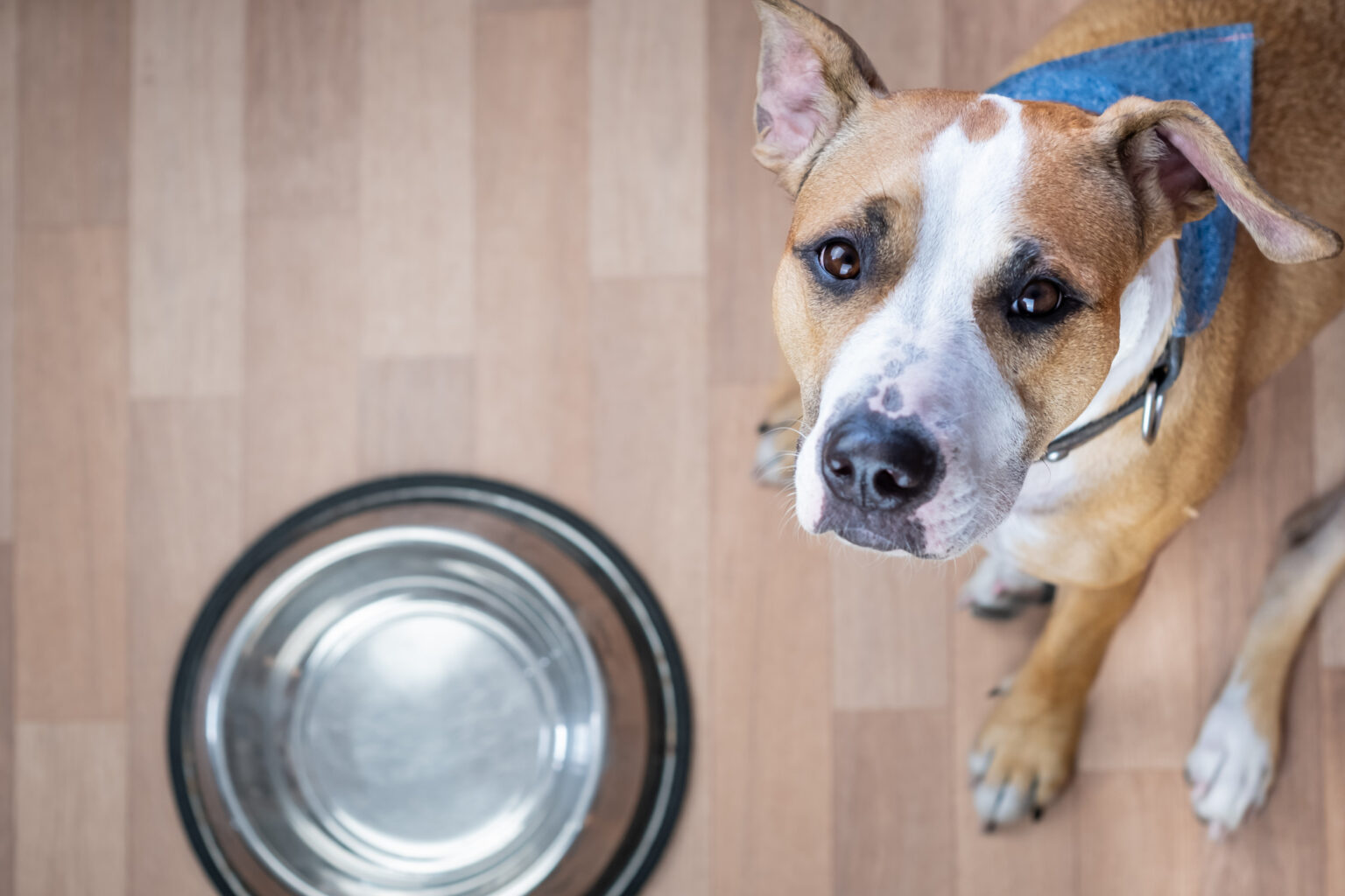 Rescued Bait Dog Who Had Ears Cut Off Can’t Eat Without ‘Pre Dinner Kisses’
