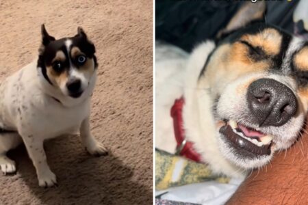 Dog’s Reaction to Finally Being Allowed in Owner’s Bed Melts Hearts