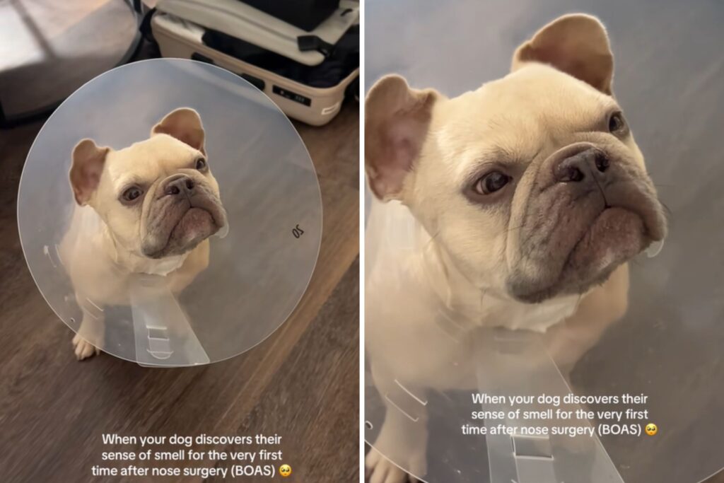 French Bulldog’s Reaction to Smelling Again After Surgery Delights Internet