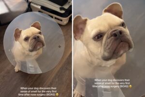 French Bulldog’s Reaction to Smelling Again After Surgery Delights Internet