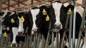 Six dead in dairy accident in rural Colorado plains area