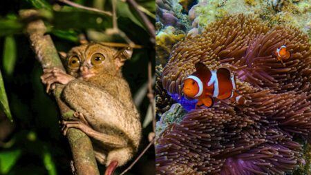 Best things to do in Belitung: Snorkelling, forest trails, tarsiers and slow island living