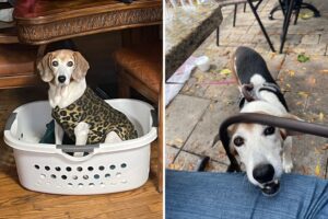 Rescue Dog Obsessed With Laundry Baskets Wins Pet of the Week