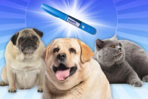 Fido get fat? Ozempic for dogs could hit the market in three years