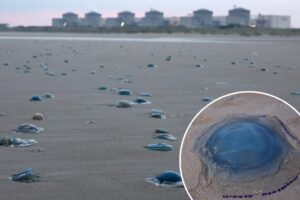 Massive jellyfish swarm forces shutdown of major nuclear power plant