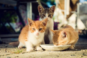 Owner Thought Cats Were Safe With Sitter—Then Pet Cam Told Another Story