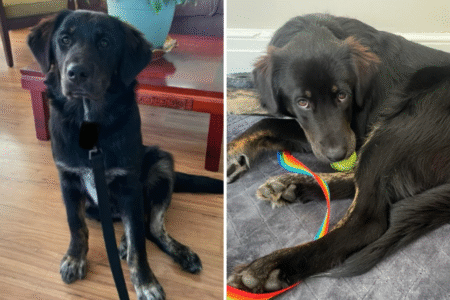 Owner Thought Rescue Dog’s Breed Was ‘Obvious’—Then Gets Shock DNA Results