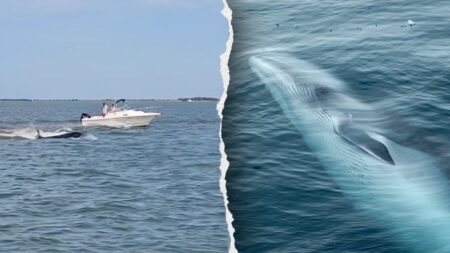 Boat collision with whale sends passenger overboard, kills 20-foot marine mammal