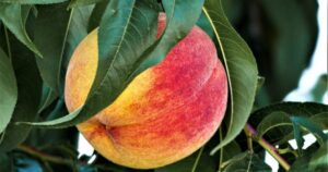 Most of Canada sees changes under newly updated plant hardiness zones map