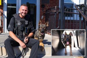 Exclusive | Long Island community gets its first K-9 cop in 30 years after recent gang takedown: ‘One of the best partners’