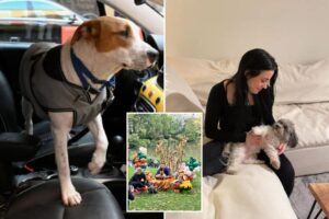 Pampered pet: These services keep your furbabies in the lap of luxury