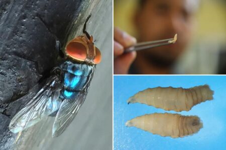 What to know about screwworm amid US human case of flesh-eating parasite