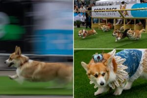 Hundreds of adorable corgis compete to be top dog in international competition