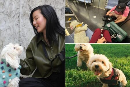 Suite dreams: Rescue pup becomes hotel inspector to see which are up to snuff