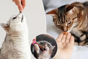 Trick or treat? The dos and don’ts of safely feeding your pet