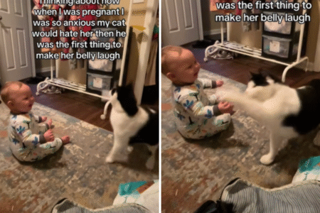 New Mom Anxious To Let Cat Play With Baby—Not Expecting What She Captures