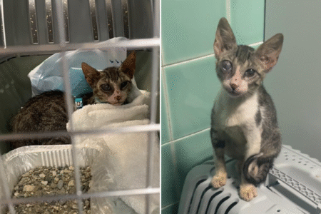 Couple Find ‘Dying’ Street Cat During Vacation, They Know What To Do Next