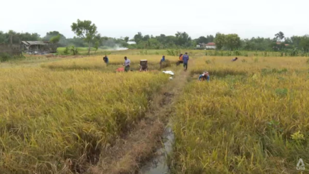 Indonesia is Southeast Asia’s top rice producer, but fall in farmer numbers threatens viability