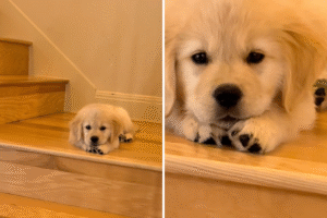 Golden Retriever Puppy Forgets How To Use Stairs, His Response Goes Viral