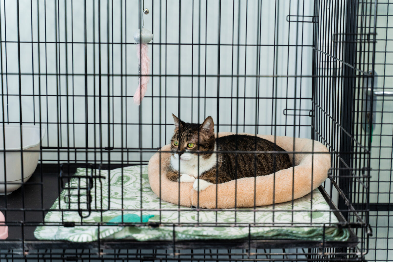 Woman Goes to Petco for a Fish Tank—Ends Up Leaving With a Cat