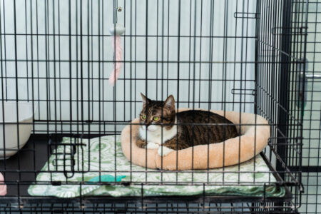Woman Goes to Petco for a Fish Tank—Ends Up Leaving With a Cat