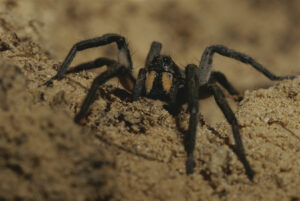 Tarantula Mating Season Warning Issued: ‘Enough Problems’