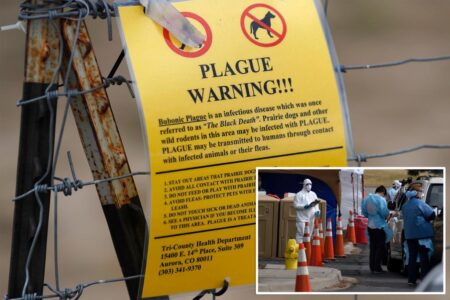 Dead Colorado cat tests positive for the plague — just weeks after Arizona resident dies of troubling disease